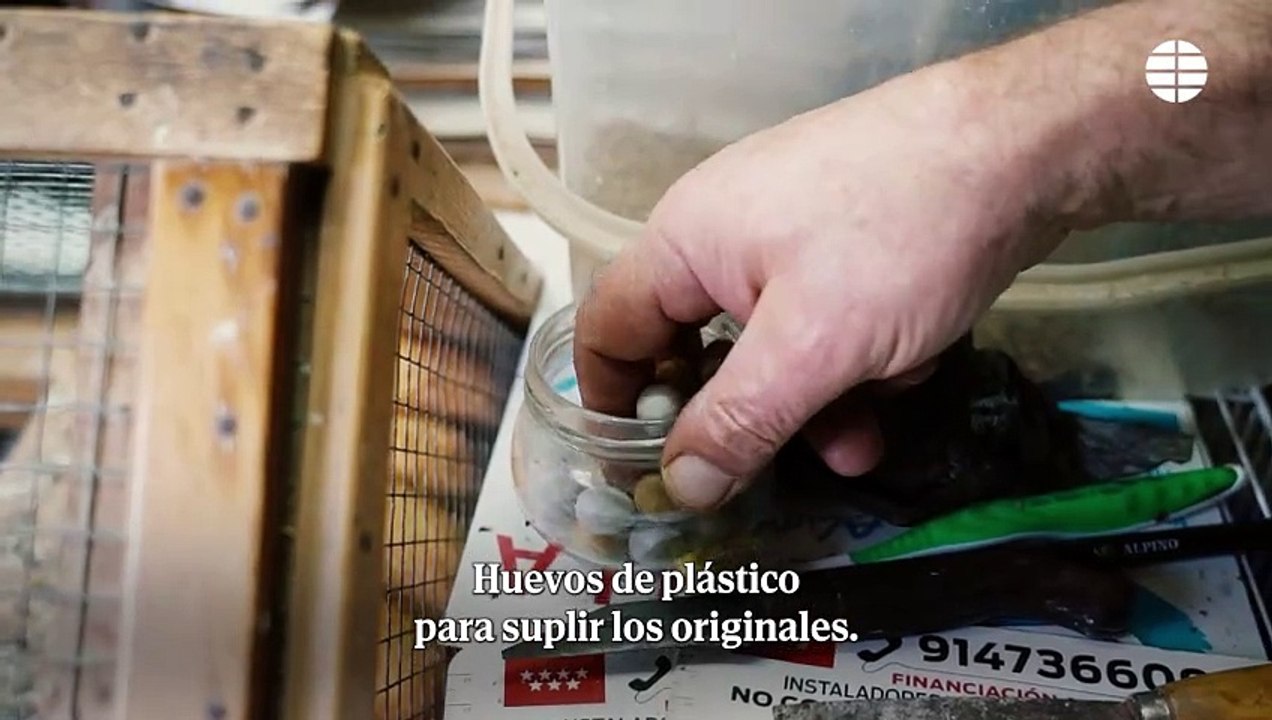 El criador de canarios que los adiestra para cantar en concursos