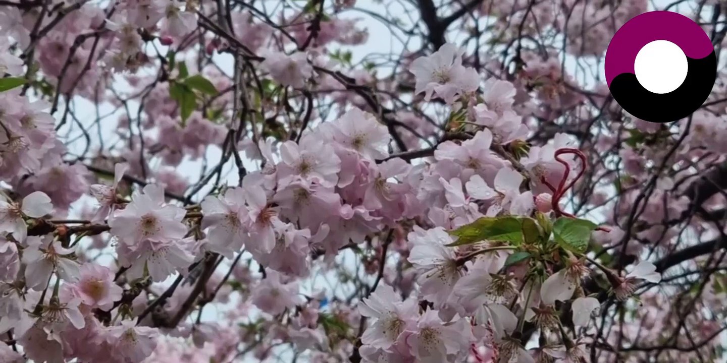 3 Central London spots to see Cherry Blossoms this Spring