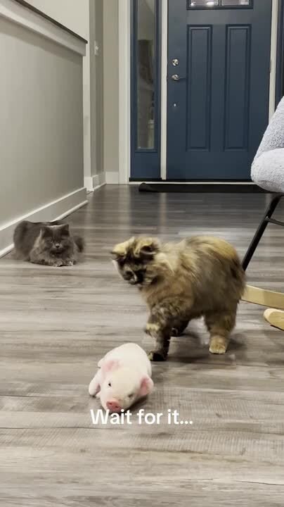 Curious Cat Interacts Playfully With Tiny Piglet