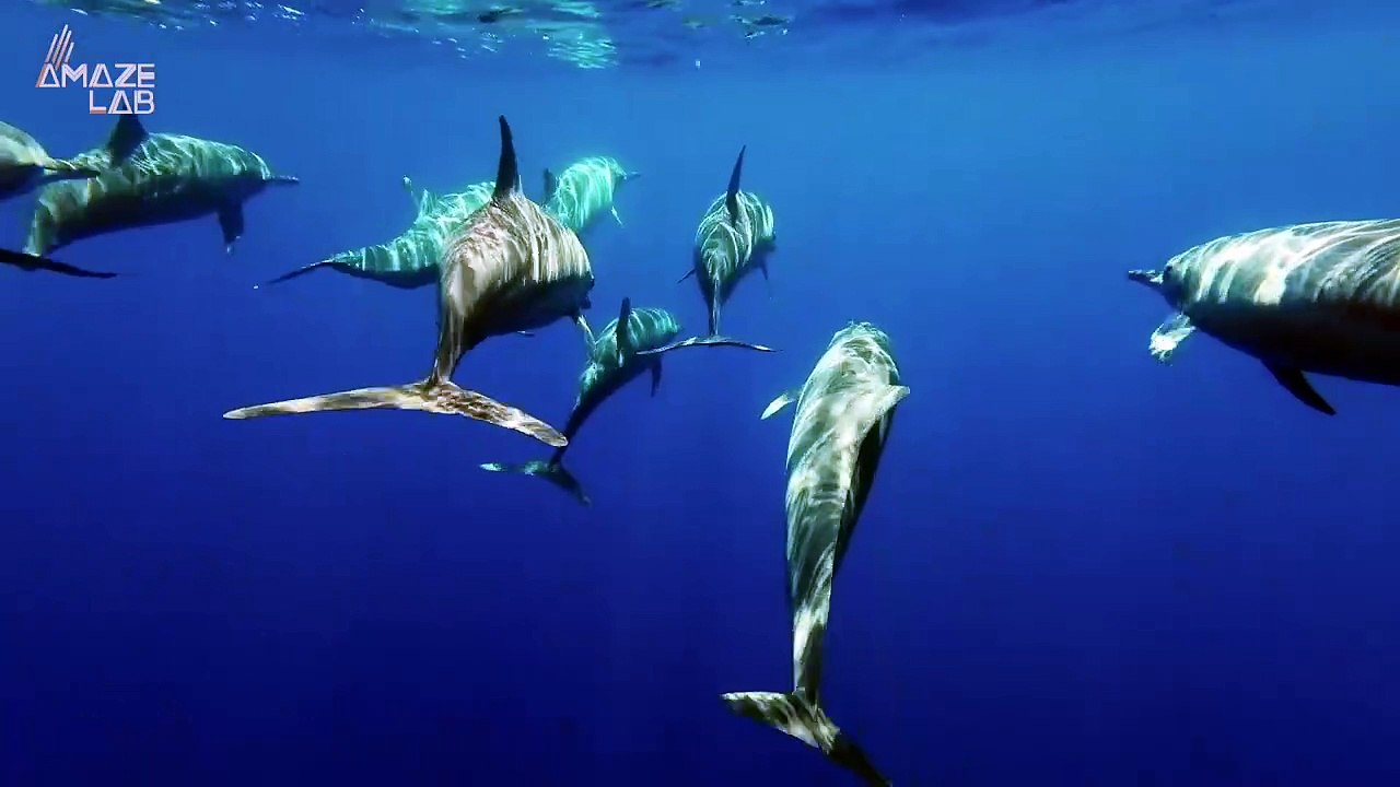 Marine Biologists Record the Sounds of Sharks In World First