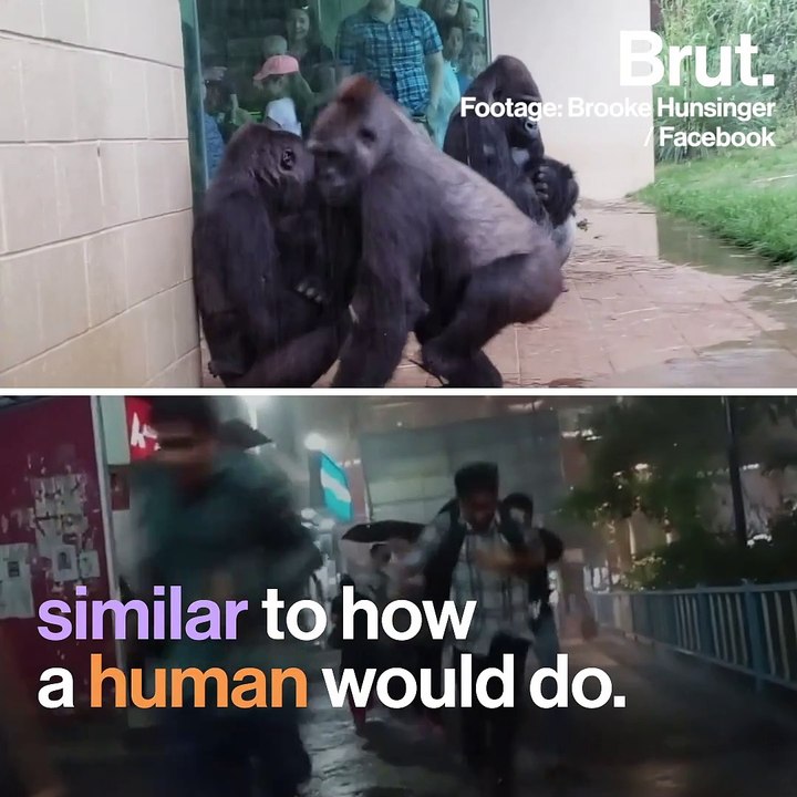 Like Gorilla, Like Human