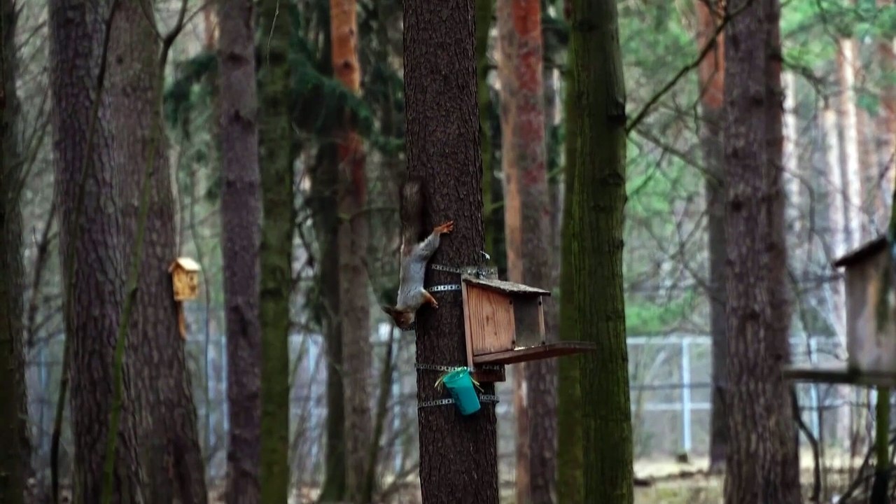 Watch Moscow’s squirrels live with AI-powered feeders