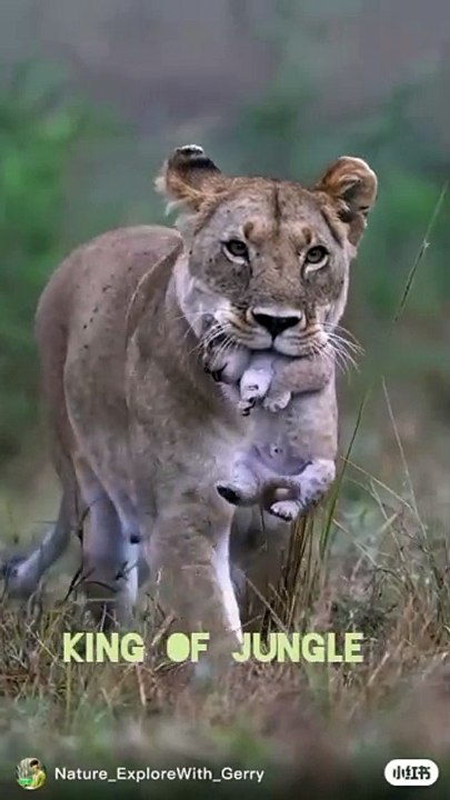 LION THE KING OF JUNGLE