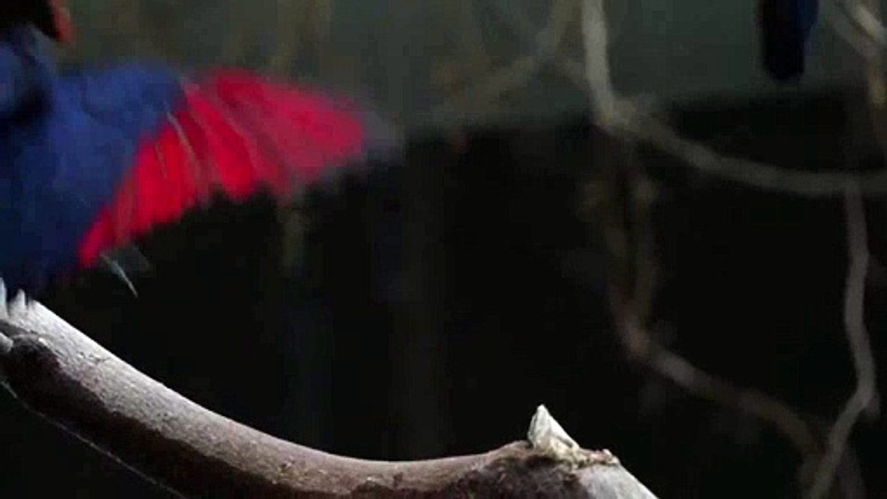 Small Red beak toucan