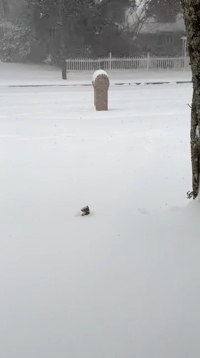 Stealthy Squirrel Uses Snow to Move Between Trees