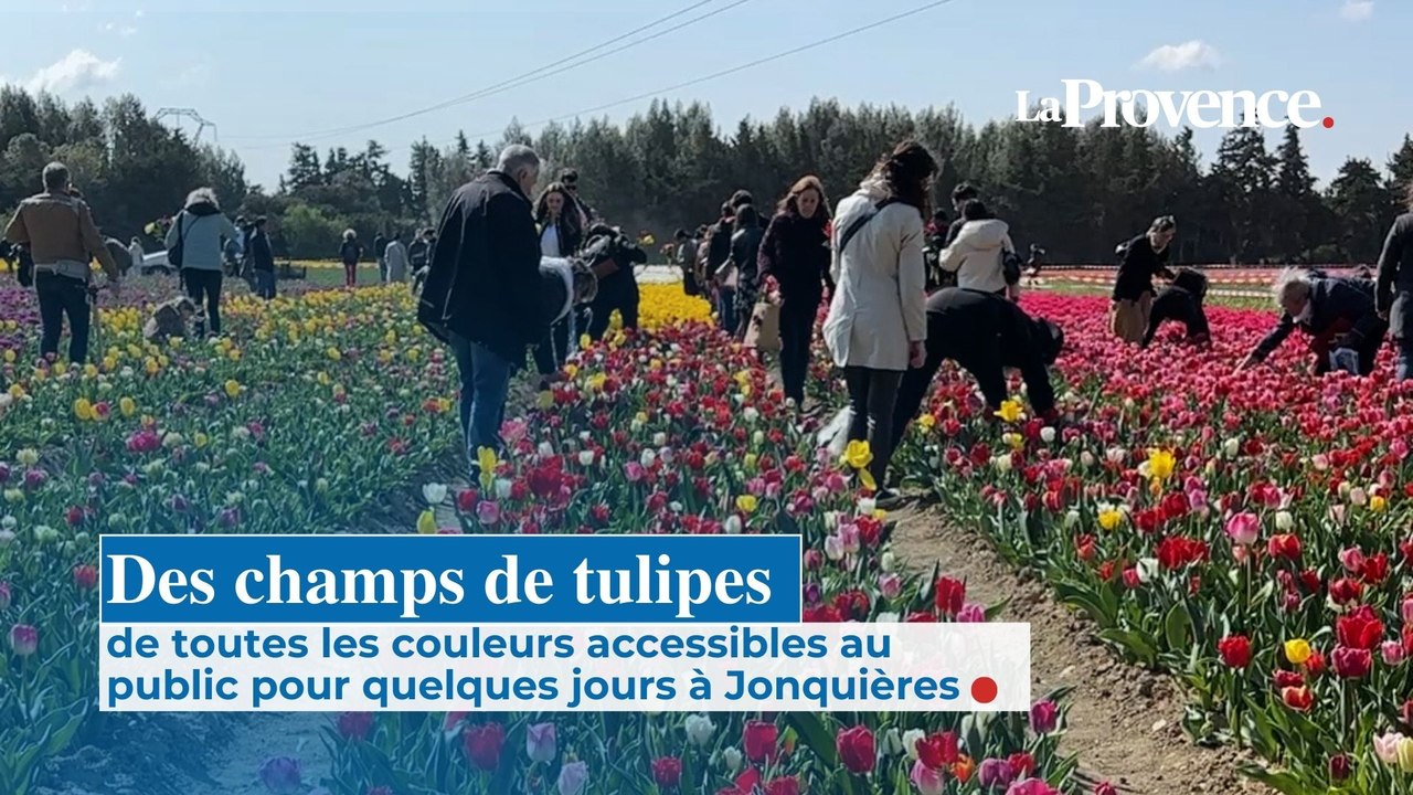 Champs de tulipes accessibles au public à Jonquières pour une semaine