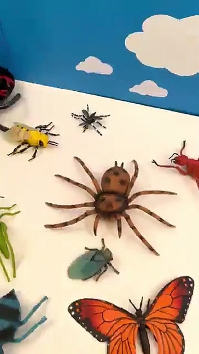 Discover the mosquitoes lifecycle