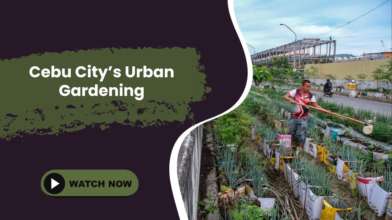 Cebu City urban gardening
