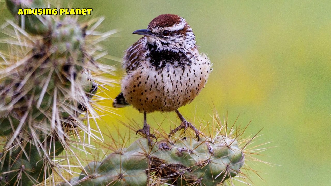 Cactus Wren Call Song