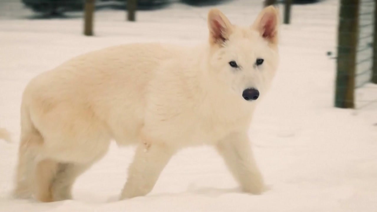 12,500년 전 멸종한 포악한 육식동물 '다이어 울프' 유전자 조작으로 복원 / YTN
