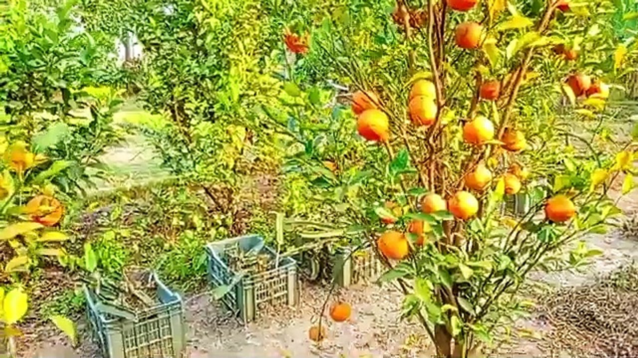 🎼🌹 80's Old Hindi Songs | Golden Love Melodies | Best of Lata, Kishore, Mukesh, Rafi #OldIsGold #80sHindiSongs #EvergreenBollywood #LataMangeshkar #KishoreKumar #Rafi #Mukesh