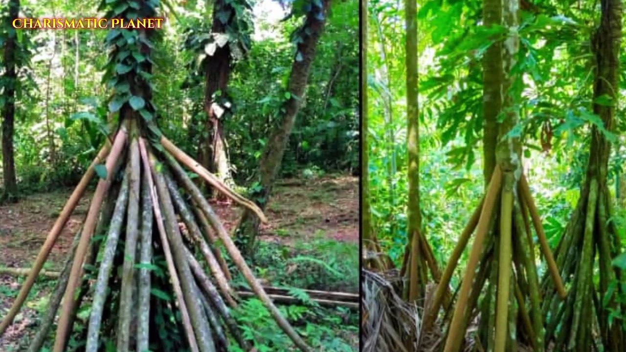 Socratea Exorrhiza – The Mysterious Walking Palm Tree of the Rainforest