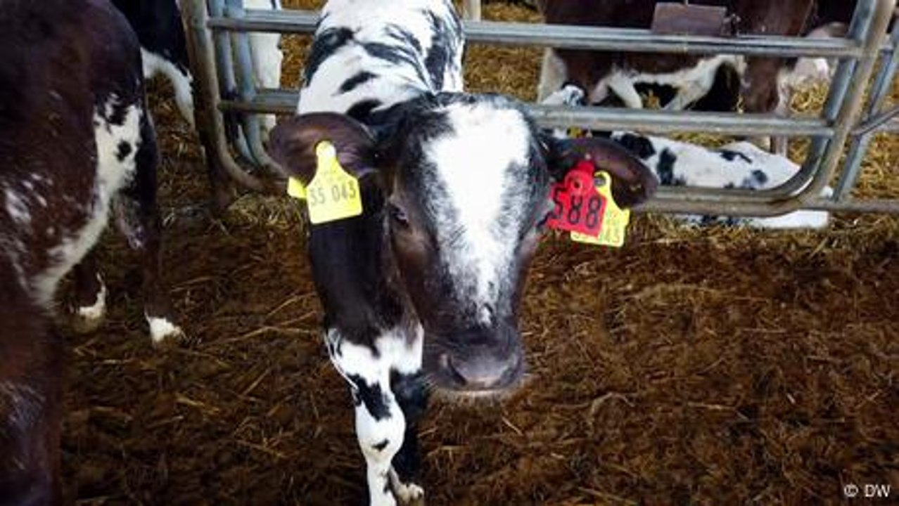 Revolutionizing Livestock Farming with AI and Robots 🤖