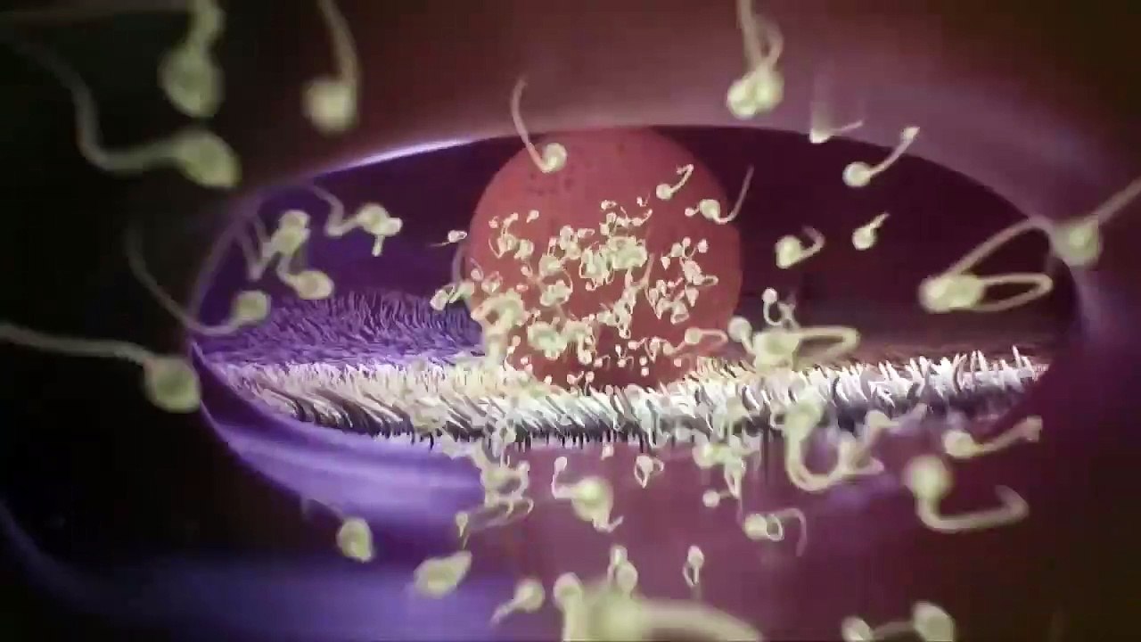 Conception explained