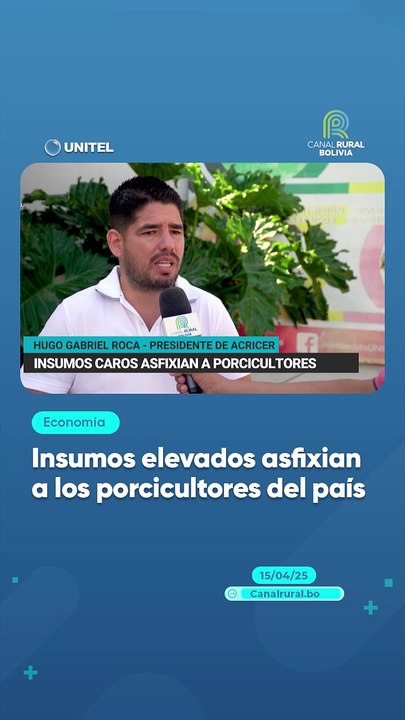 Insumos elevados asfixian a los porcicultores del país