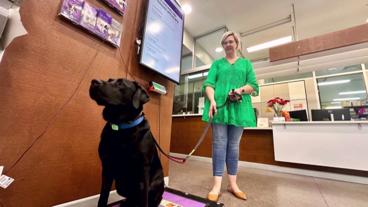 Researchers looking at the effects of obesity on dogs and brain function