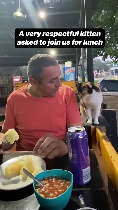 Kitten joined us for lunch