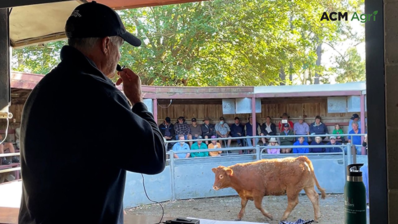 Watch the final lots at Nowra Saleyards as it prepares for closure