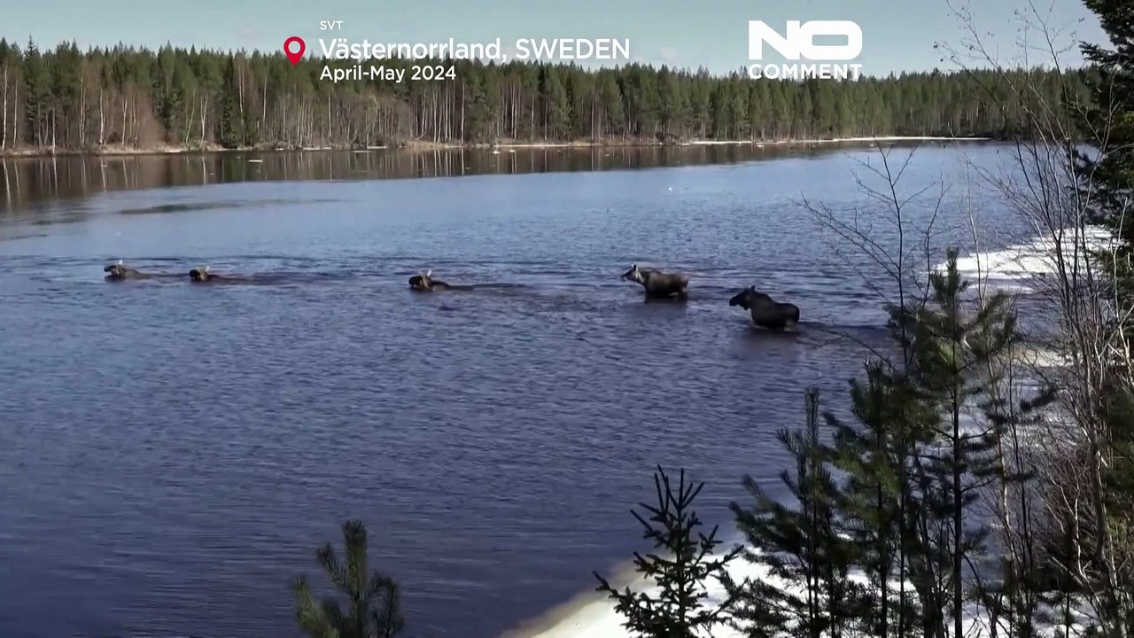 Millions tune in to Sweden's moose migration slow TV hit