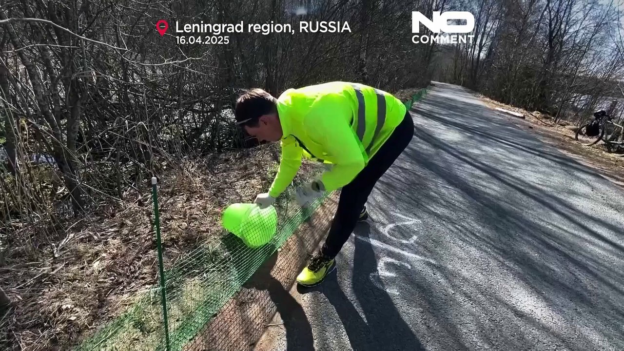 Volunteers help frogs cross road in Russia to reach spawning sites