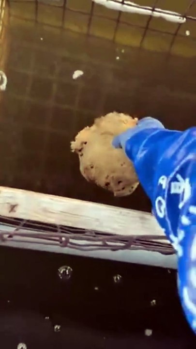 Nourrir des anguilles... flippant