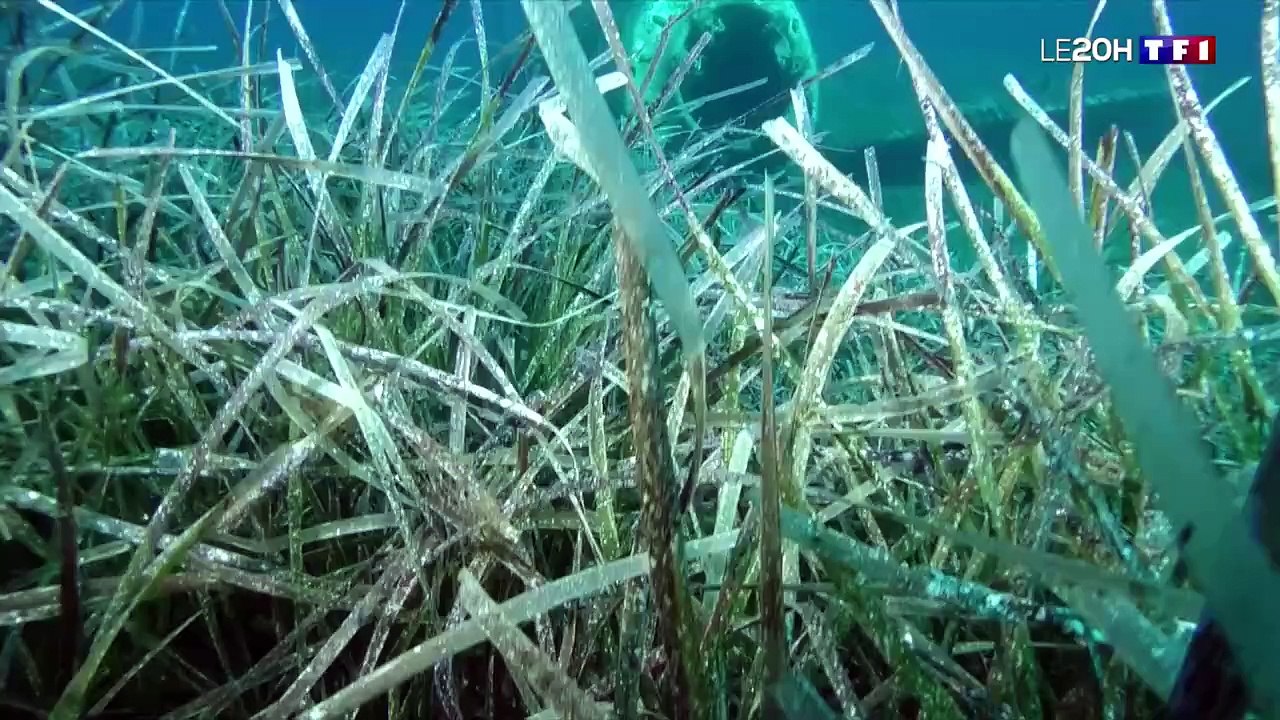 En Corse, les trésors de guerre refont surface
