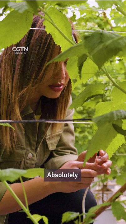 Could this high-tech ‘toothpick’ make farming more sustainable?