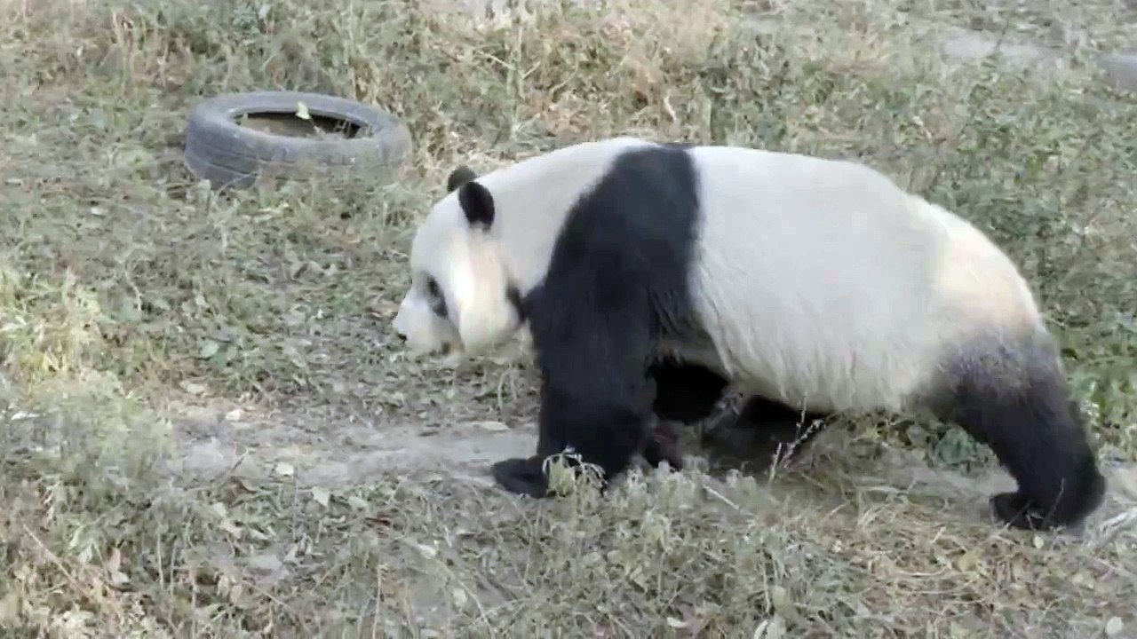 05 Enchanting Koala Bear