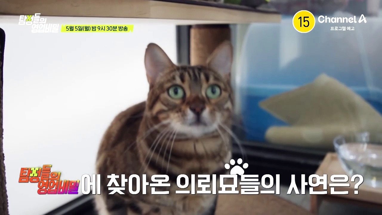 [예고] 고양이들을 애완동물 호텔에 맡긴 후 온갖 변명을 하며 데려가지를 않는다? 잠수 탄 보호자를 찾아주세요!