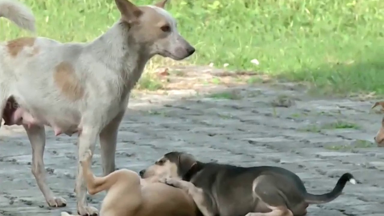 വിട കുഞ്ഞേ...5-Year-Old | Rabbies |Death | Decode