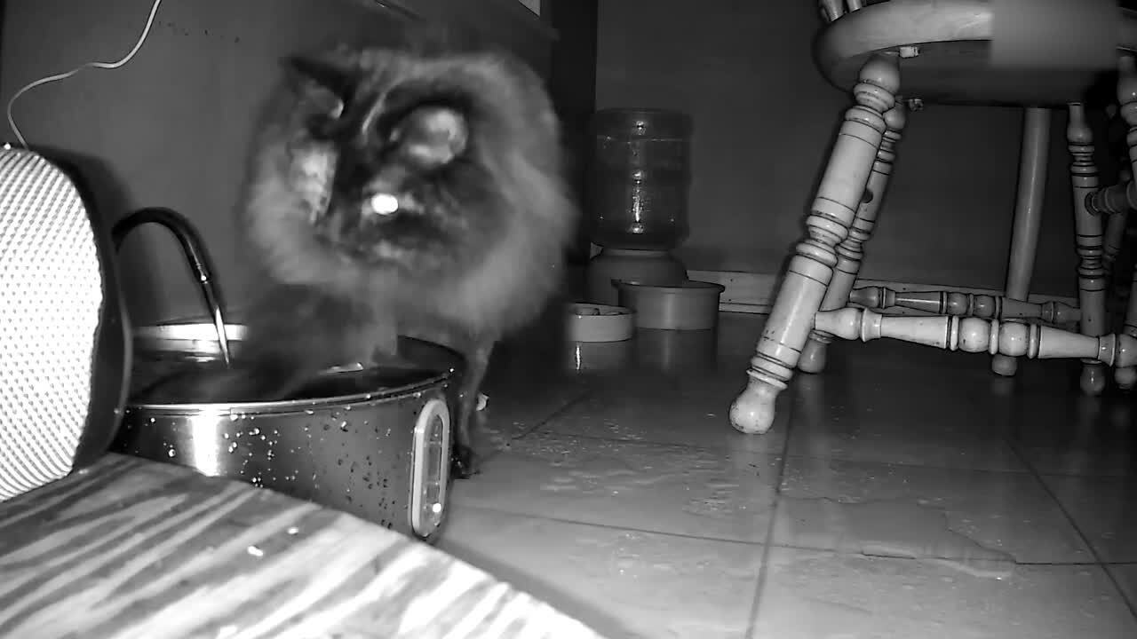 Cat Playfully Splashes Water From Drinking Dish