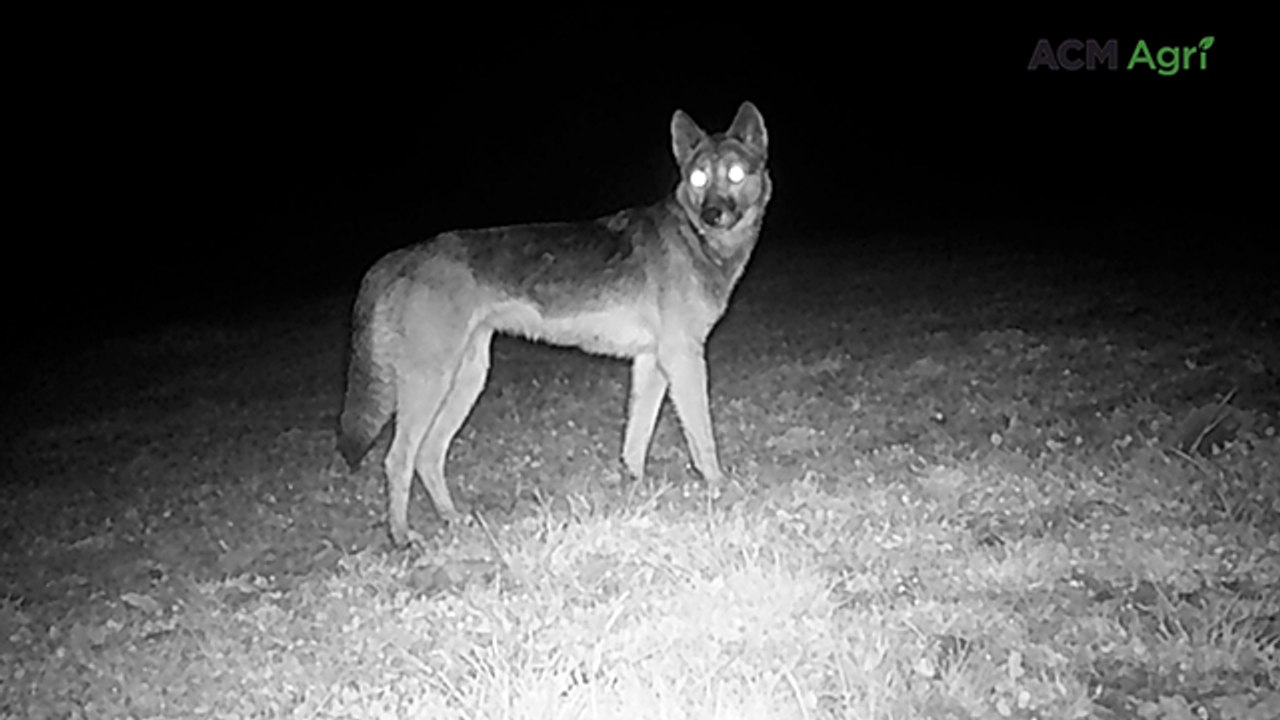 Yarra Valley farmers call emergency meeting over wild dog attacks