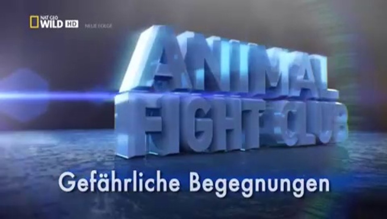 Animal Fight Club - S3E4 Dangerous Encounters