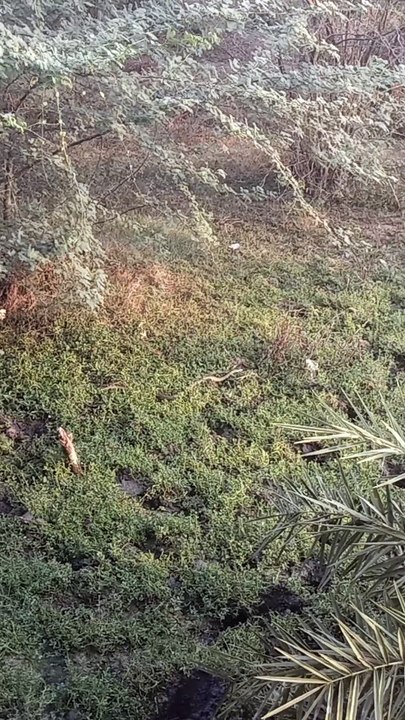 Snake video in tamil for shorts video in tamil