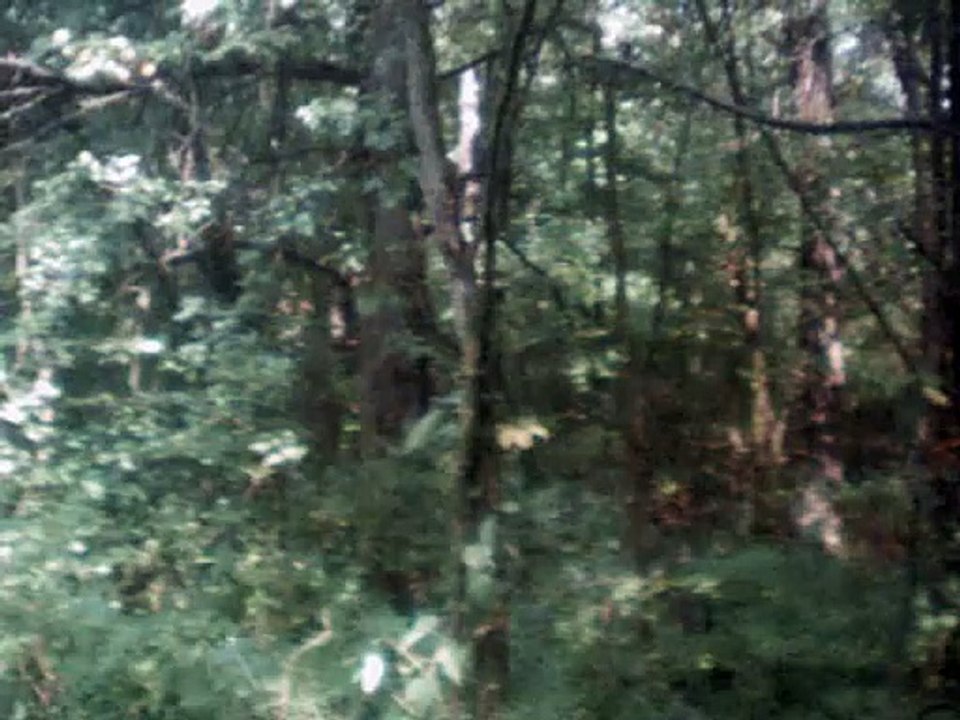 the ash grove instrumental