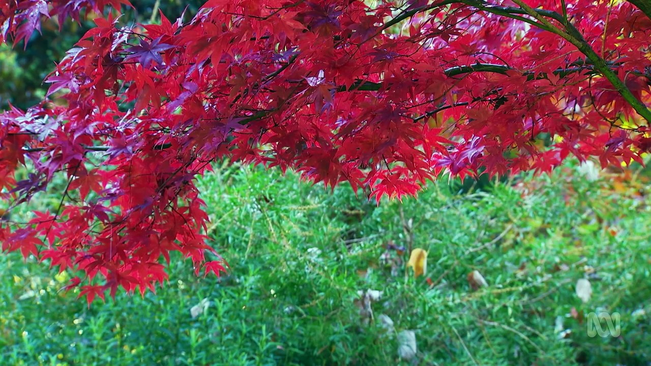 Gardening Australia 2025 Episode 10