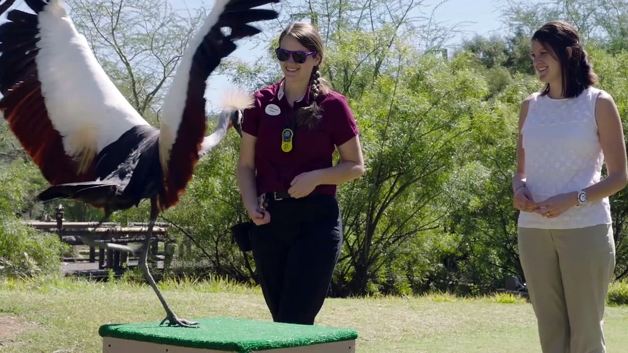 There Are Actually So Many Different Types of Raptors in the World