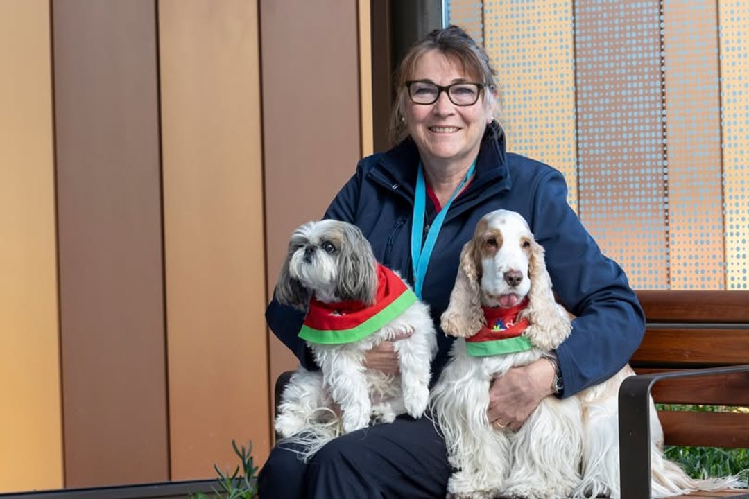 Meet the Canberra Hospital's therapy dogs