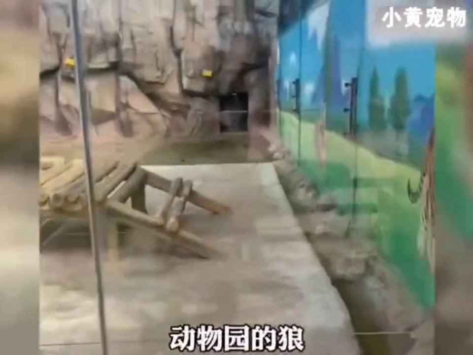 The knockoff animals in the zoo. The animals: I'm just here as a substitute.