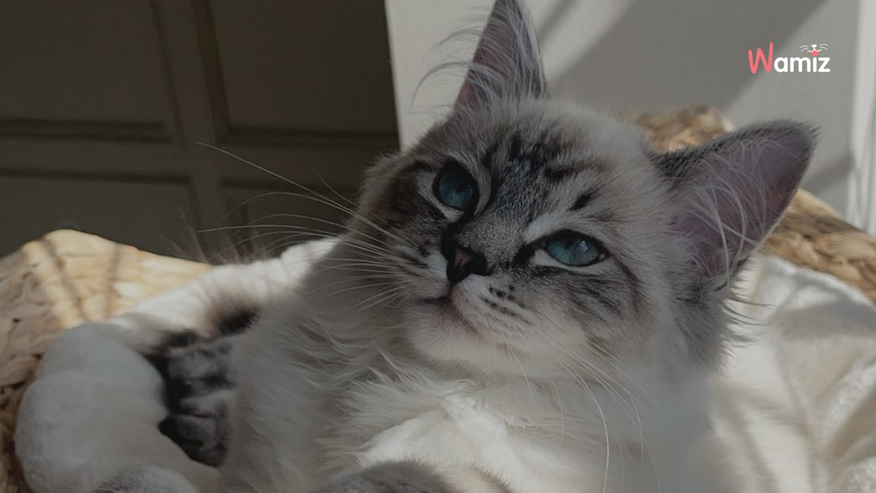 Kobietę budzi głośny huk o 5. nad ranem. Demolka, którą urządził jej kot, doprowadza ją do łez (video)