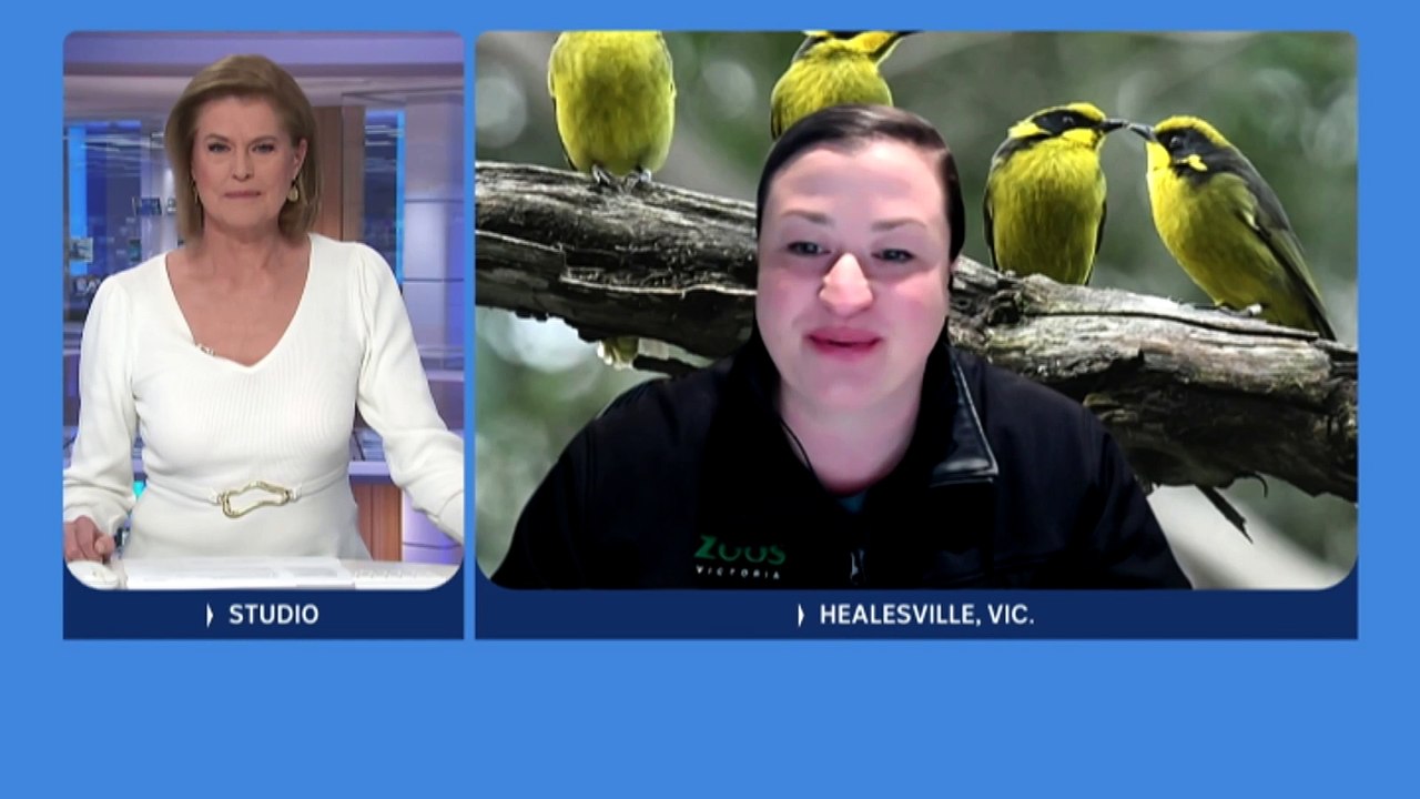 Victorian helmeted honeyeaters returned to wild in historic release