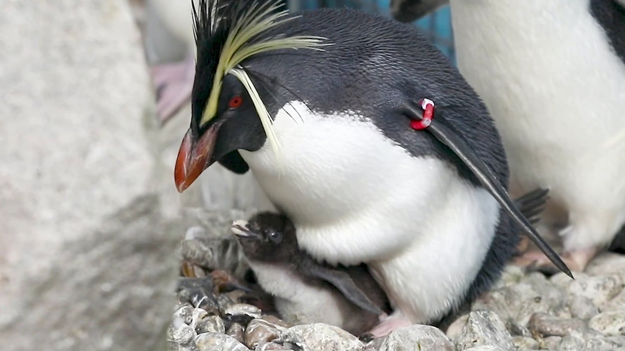 Penguin chicks settle in at Edinburgh Zoo
