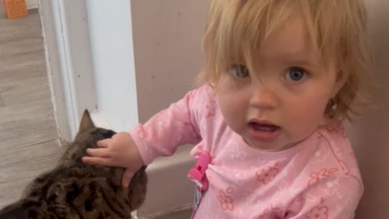 Toddler annoyed the cat a little too much and got a sneaky bite in return