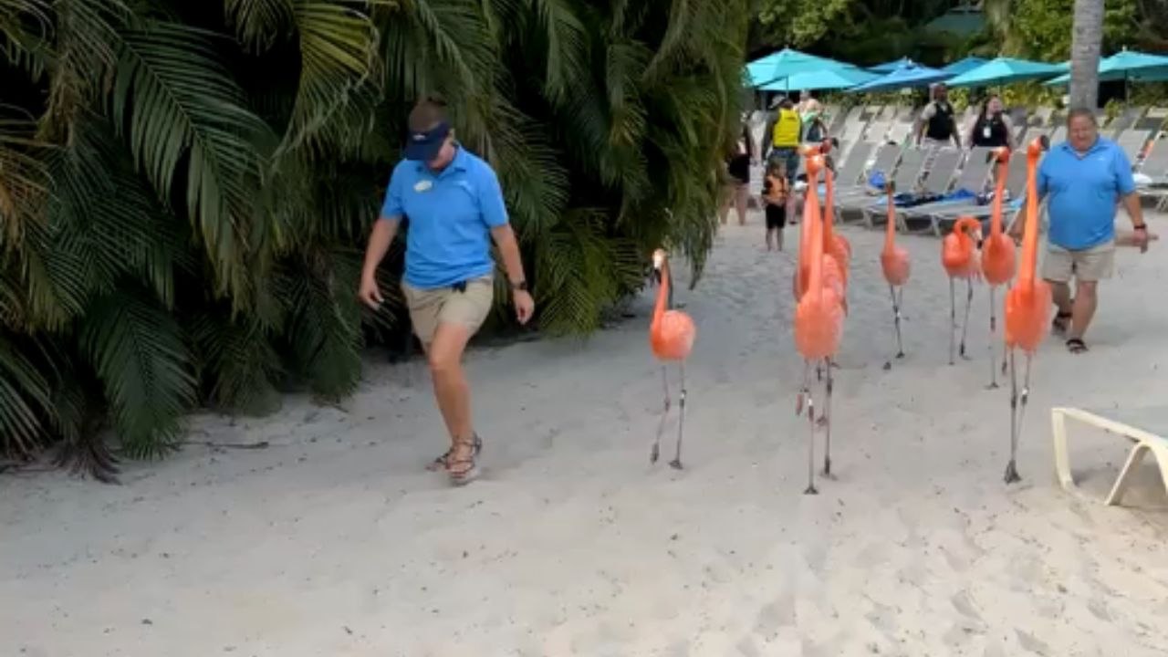 Flamingo march takes a wild turn when one bird fixates on poor guy