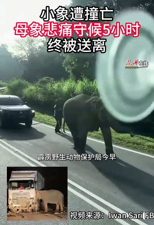 小象遭撞亡  母象悲痛守候5小时终被送离