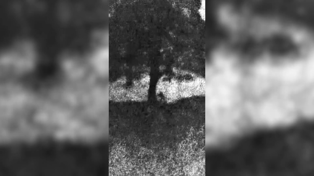 The Sycamore Gap Scandal