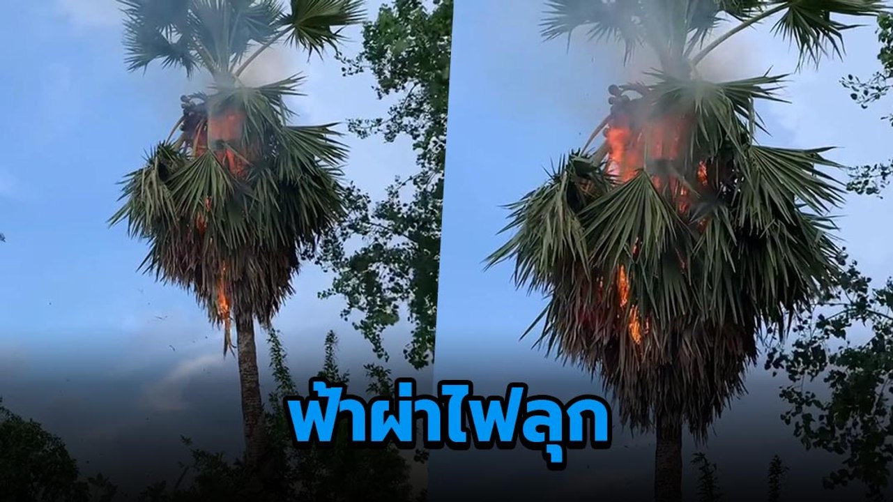 สาวถ่ายคลิป ฟ้าผ่าลงต้นตาลไฟติดพรึบ