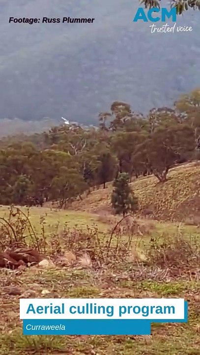 Curraweela aerial culling program