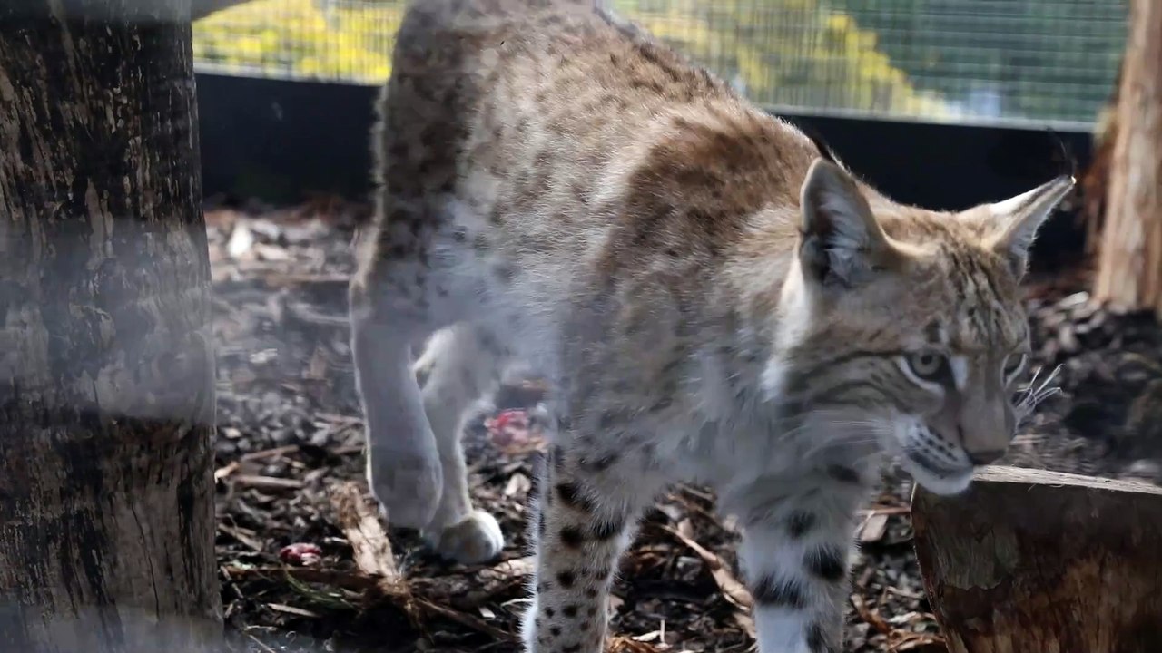 Lynx Settle Into Their New Home
