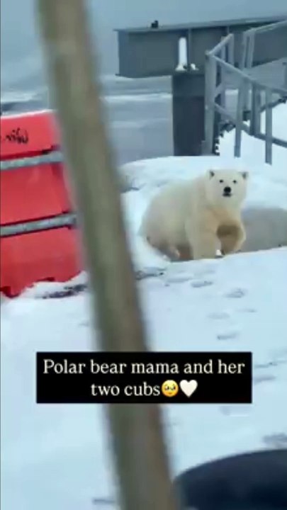 I thought the first one was the mama !